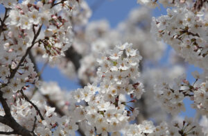 Frühling, Neubeginn, Detox für den Koerper: Lichtrein.at informiert