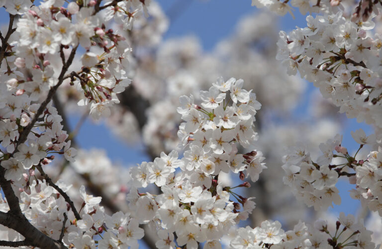 Frühling, Neubeginn, Detox für den Koerper: Lichtrein.at informiert